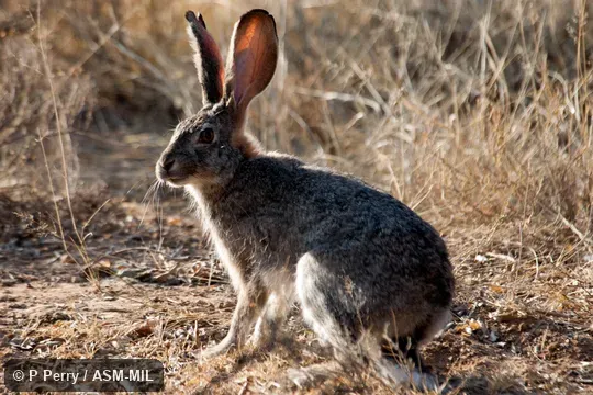 Also as Savanna Hare. Also as Savanna Hare.