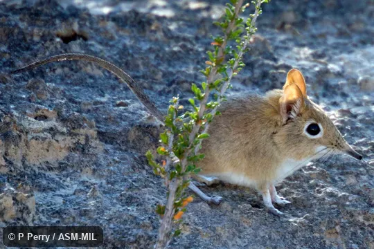 Identified by Galen Rathbun. Also as Bushveld Elephant-shrew. Identified by Galen Rathbun. Also as Bushveld Elephant-shrew.