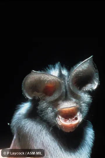 Close-up front view of immature. Also as Cape Leaf-nosed Bat · Common African Leaf-nosed Bat · Lesser Leaf-nosed bat · Sundevall's Leaf-nosed Bat. Close-up front view of immature. Also as Cape Leaf-nosed Bat · Common African Leaf-nosed Bat · Lesser Leaf-nosed bat · Sundevall's Leaf-nosed Bat.