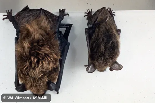 Dorsal view, also showing Myotis lucifugus Dorsal view, also showing Myotis lucifugus