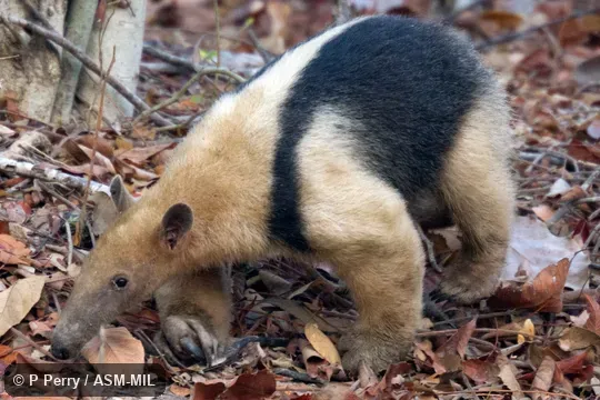 Also as Golden Anteater. Also as Golden Anteater.