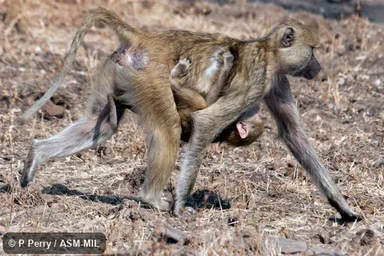 Formerly Papio cynocephalus kindae. Also as Kinda Yellow Baboon. Formerly Papio cynocephalus kindae. Also as Kinda Yellow Baboon.