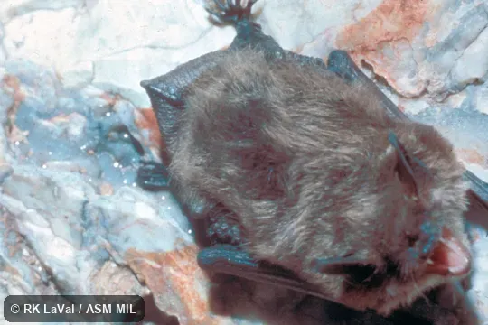 View of bat hanging from cave roof. Myotis lucifugus lucifugus. Also as Little Brown Bat. View of bat hanging from cave roof. Myotis lucifugus lucifugus. Also as Little Brown Bat.