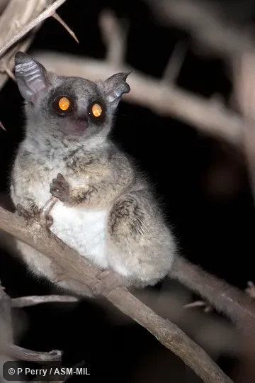 Also as Mohol Galago|Moholi Bushbaby|Moholi Galago|South African Galago|South African Lesser Galago|Moholi Bushbaby. Also as Mohol Galago|Moholi Bushbaby|Moholi Galago|South African Galago|South African Lesser Galago|Moholi Bushbaby.