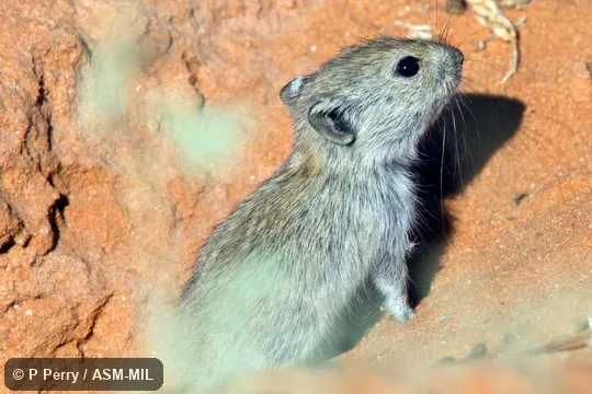 Formerly Parotomys brantsii. Formerly Parotomys brantsii.