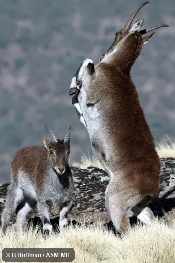 Also as Abyssinian Ibex|Ethiopian Ibex. Also as Abyssinian Ibex|Ethiopian Ibex.