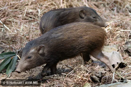 Formerly as Sus salvanius. Formerly as Sus salvanius.