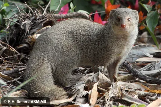 Formerly Herpestes edwardsii. Formerly Herpestes edwardsii.