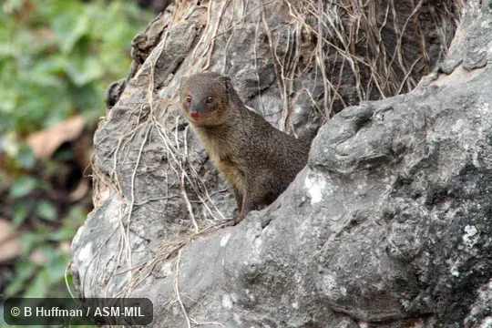 Formerly Herpestes javanicus, Javan Mongoose. Formerly Herpestes javanicus, Javan Mongoose.