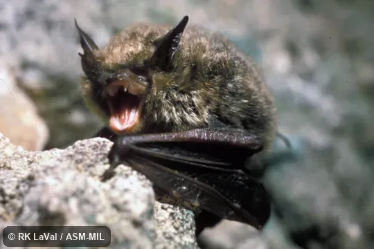 Side view, resting upright. Also as Northern Bat|Northern Long-eared Bat|Northern Long-eared Myotis. Side view, resting upright. Also as Northern Bat|Northern Long-eared Bat|Northern Long-eared Myotis.