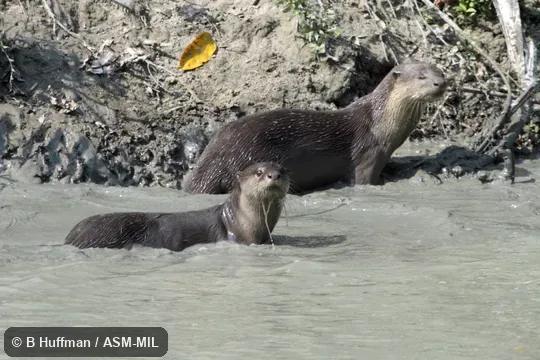 Formerly Lutrogale perspicillata. Formerly Lutrogale perspicillata.