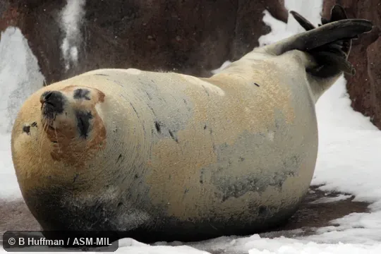 Also as Greenland Seal|Saddleback Seal. Also as Greenland Seal|Saddleback Seal.