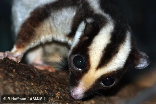 Also as Common Striped Possum|Striped Possum. Also as Common Striped Possum|Striped Possum.