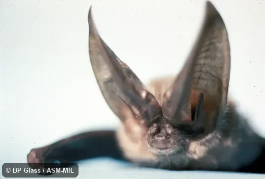 Close-up of head, subsp. pallescens Close-up of head, subsp. pallescens