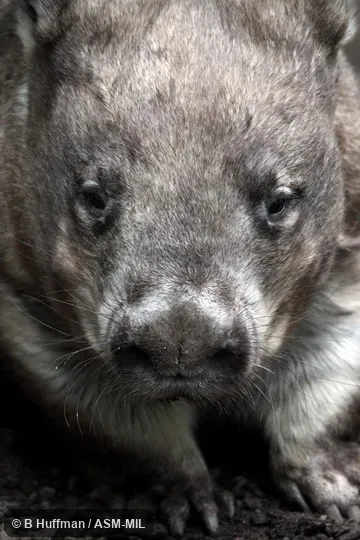 Also as Broad-fronted Wombat|Long-eared Wombat|Plains Wombat|Soft-furred Wombat. Also as Broad-fronted Wombat|Long-eared Wombat|Plains Wombat|Soft-furred Wombat.