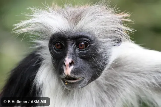 Also as Kirk's Red Colobus. Also as Kirk's Red Colobus.