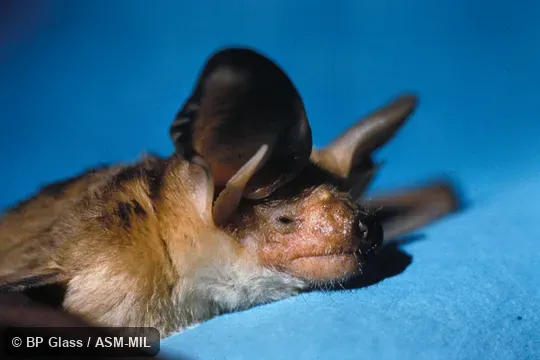 Close-up of head Close-up of head