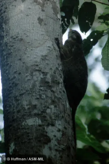 Also as Beecroft's Flying Squirrel|Beecroft's Scaly-tailed Flying Squirrel|Beecroft's Scaly-tailed Squirrel. Also as Beecroft's Flying Squirrel|Beecroft's Scaly-tailed Flying Squirrel|Beecroft's Scaly-tailed Squirrel.