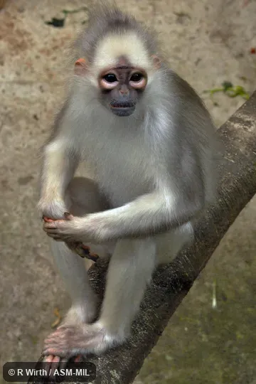 Formerly Presbytis melalophos mitrata, Sumatran Surili. Also as Southern Mitered Langur|Depigmented Mitered Langur|Mitred Leaf Monkey. Formerly Presbytis melalophos mitrata, Sumatran Surili. Also as Southern Mitered Langur|Depigmented Mitered Langur|Mitred Leaf Monkey.