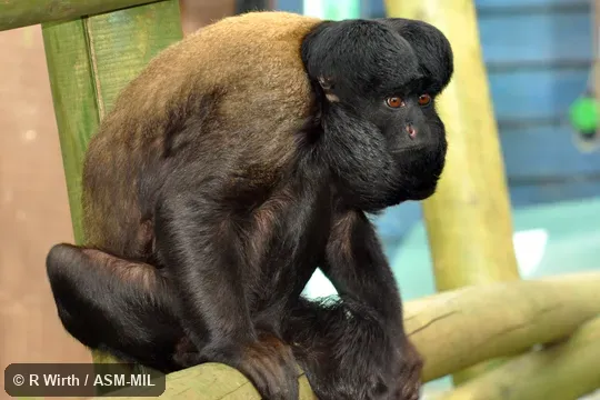 Formerly Chiropotes chiropotes, Red-backed Bearded Saki. Also as Northern Bearded Saki Monkey|Reddish-brown Bearded Saki. Formerly Chiropotes chiropotes, Red-backed Bearded Saki. Also as Northern Bearded Saki Monkey|Reddish-brown Bearded Saki.