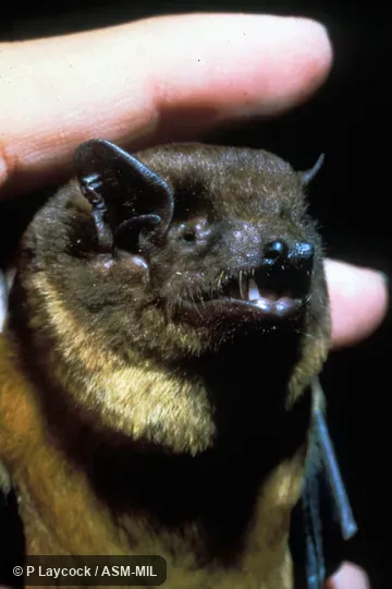 Close-up of head. Also as Giant House Bat|Giant Brown House Bat|Giant Yellow House Bat|Giant Brown Bat|Schreber's Brown Bat. Close-up of head. Also as Giant House Bat|Giant Brown House Bat|Giant Yellow House Bat|Giant Brown Bat|Schreber's Brown Bat.