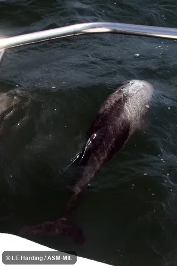 Diving in bow wake. Formerly in order Cetacea. Also as Benguela Dolphin|Haviside's Dolphin|South African Dolphin. Diving in bow wake. Formerly in order Cetacea. Also as Benguela Dolphin|Haviside's Dolphin|South African Dolphin.
