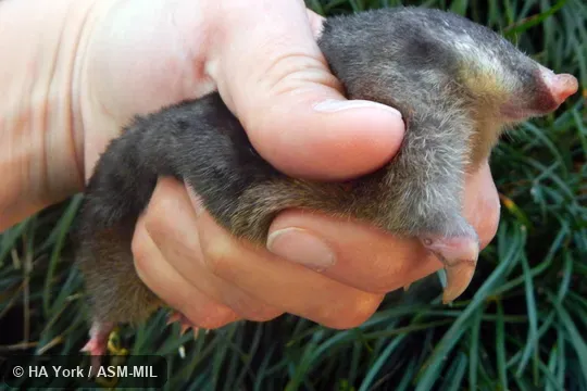 Lateral view of entire animal. Also as Zulu Golden Mole|Drakensberg Golden Mole|Meester's Golden Mole. Lateral view of entire animal. Also as Zulu Golden Mole|Drakensberg Golden Mole|Meester's Golden Mole.