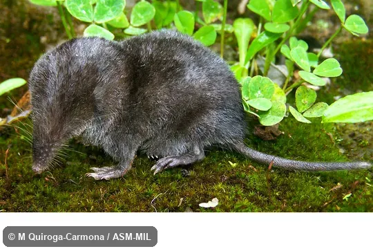 Holotype. Formerly Soricomorpha. Also as Serrania del Litoral Small-eared Shrew. Holotype. Formerly Soricomorpha. Also as Serrania del Litoral Small-eared Shrew.