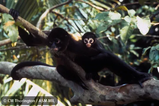 17-year-old female with four-month-old infant. Also as Black-handed Spider Monkey|Geoffroy's Spider Monkey. 17-year-old female with four-month-old infant. Also as Black-handed Spider Monkey|Geoffroy's Spider Monkey.