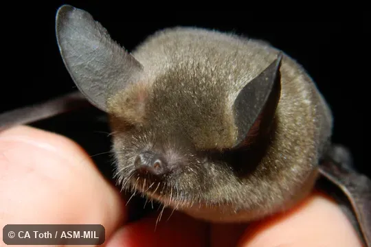 Mystacina tuberculata rhyacobia, Volcanic Plateau Lesser New Zealand Short-tailed Bat. Mystacina tuberculata rhyacobia, Volcanic Plateau Lesser New Zealand Short-tailed Bat.