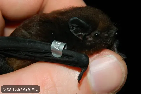 Also as Long-tailed Wattled Bat. Also as Long-tailed Wattled Bat.