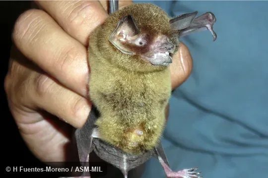 Also as Mesoamerican Mustached Bat|Smith’s Common Mustached Bat. Formerly Pteronotus parnellii mesoamericanus. Also as Mesoamerican Mustached Bat|Smith’s Common Mustached Bat. Formerly Pteronotus parnellii mesoamericanus.
