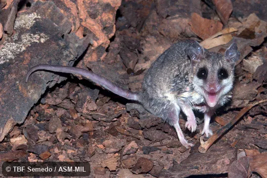 Also as Karimi's Fat-tailed Mouse Opossum|Karimi's Thylamys. Also as Karimi's Fat-tailed Mouse Opossum|Karimi's Thylamys.