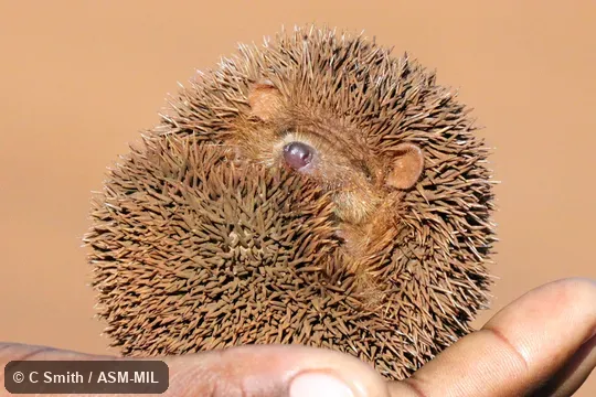 Also as Lesser Madagascar Tenrec. Also as Lesser Madagascar Tenrec.