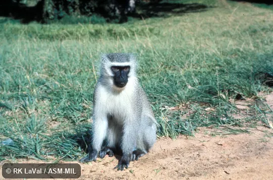 Front view, sitting. Chlorocebus pygerythrus pygerythrus, Black-chinned Vervet Monkey|Southern Vervet Monkey. Front view, sitting. Chlorocebus pygerythrus pygerythrus, Black-chinned Vervet Monkey|Southern Vervet Monkey.
