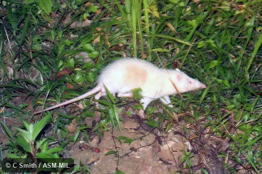 Echinosorex gymnura albus. Formerly Erinaceomorpha. Formerly as Echinosorex gymnurus. Also as Malayan Moonrat|Raffles' Gymnure. Echinosorex gymnura albus. Formerly Erinaceomorpha. Formerly as Echinosorex gymnurus. Also as Malayan Moonrat|Raffles' Gymnure.