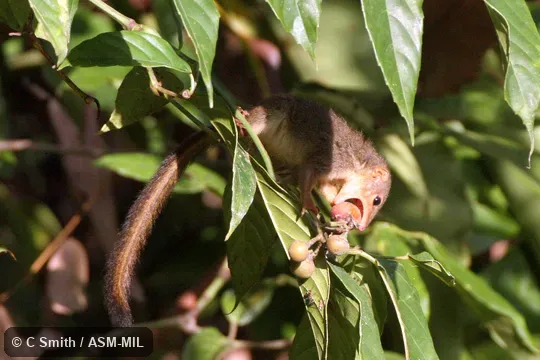 Also as Pygmy Treeshrew Also as Pygmy Treeshrew