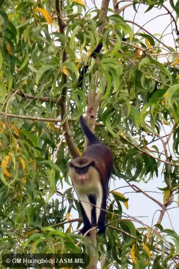 Also as Mona Guenon. Also as Mona Guenon.