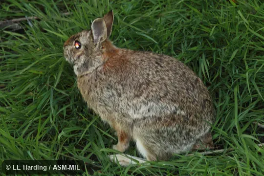 Feral Domestic Rabbit. Feral Domestic Rabbit.