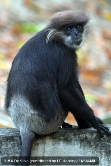 Semnopithecus vetulus vetulus, Southern Lowland Wet Zone Purple-faced Langur. Also as Purple-faced Leaf Monkey|Purple-faced Monkey|Bear Monkey. Formerly as Trachypithecus vetulus. Identified by KP Karanth. Semnopithecus vetulus vetulus, Southern Lowland Wet Zone Purple-faced Langur. Also as Purple-faced Leaf Monkey|Purple-faced Monkey|Bear Monkey. Formerly as Trachypithecus vetulus. Identified by KP Karanth.
