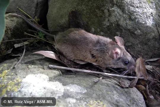 Standing on rocks near a river. Also as Michoacan Deermouse. Standing on rocks near a river. Also as Michoacan Deermouse.
