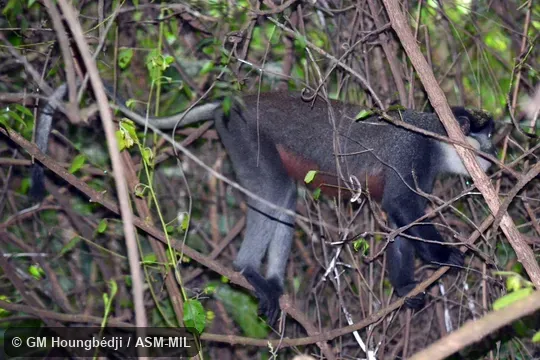 Cercopithecus erythrogaster erythrogaster. Also as White-throated Monkey|Red-bellied Guenon. Cercopithecus erythrogaster erythrogaster. Also as White-throated Monkey|Red-bellied Guenon.