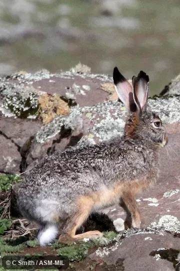 Also as Starck's Hare. Also as Starck's Hare.