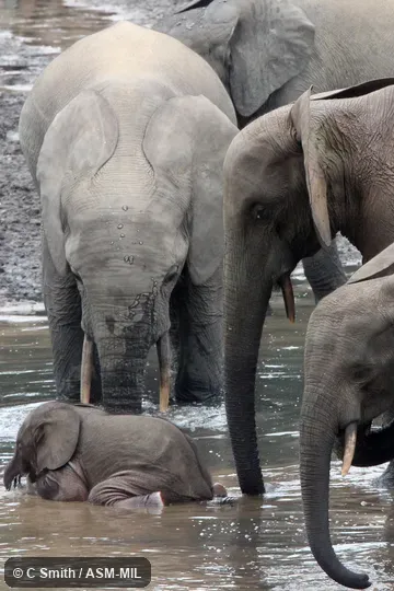 Formerly Loxodonta africana cyclotis. Formerly Loxodonta africana cyclotis.