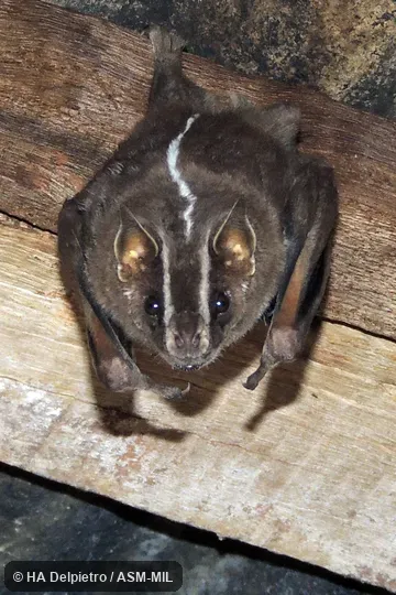 Also as White-lined Bat. Also as White-lined Bat.
