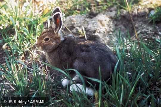 Lepus americanus bairdii. Side view, in brown summer coat. Also as Snowshoe Rabbit|Varying Hare. Lepus americanus bairdii. Side view, in brown summer coat. Also as Snowshoe Rabbit|Varying Hare.