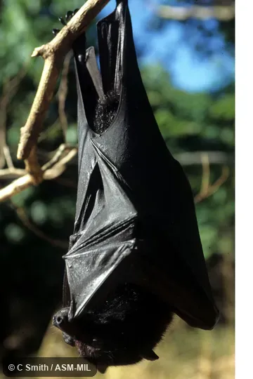 Also as Central Flying Fox. Also as Central Flying Fox.