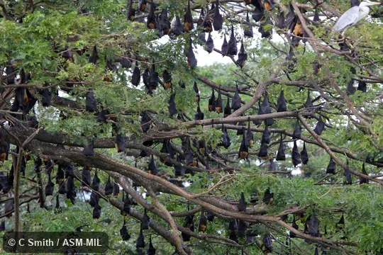 Formerly Pteropus giganteus. Formerly Pteropus giganteus.