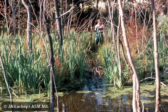 Recently constructed canal along edge of pond. Also as American Beaver|Canadian Beaver. Recently constructed canal along edge of pond. Also as American Beaver|Canadian Beaver.