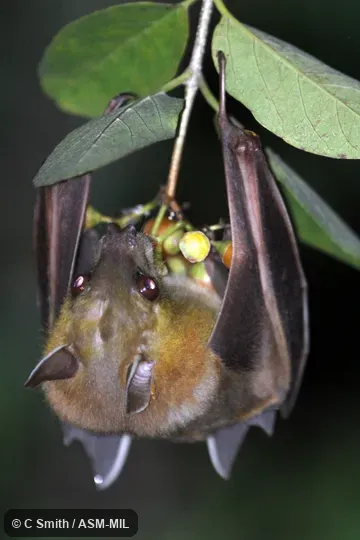 Also as Fulvous Fruit Bat|Shortridge's Rousette. Also as Fulvous Fruit Bat|Shortridge's Rousette.